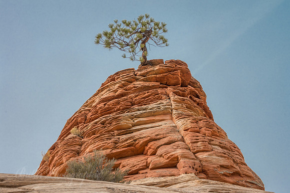 Lone Pine Formation - Zion National Park