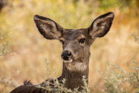 On the Lookout - Zion National Park