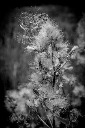 Weeds in Black & White
