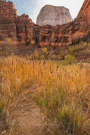 Cathedral Mountain & Cattails