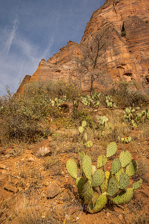 Prickly Pear Cactus