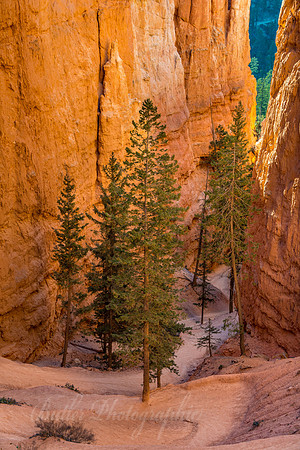 Pines of Navajo Trial
