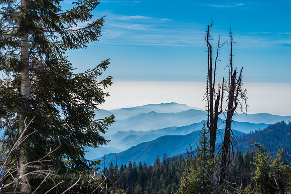 Dead Tree View