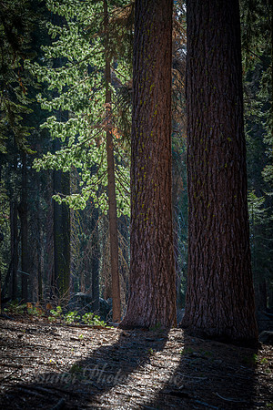 Shadows and Light