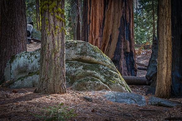 Boulders and Trees