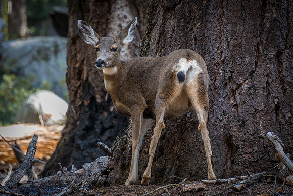 Mule Deer