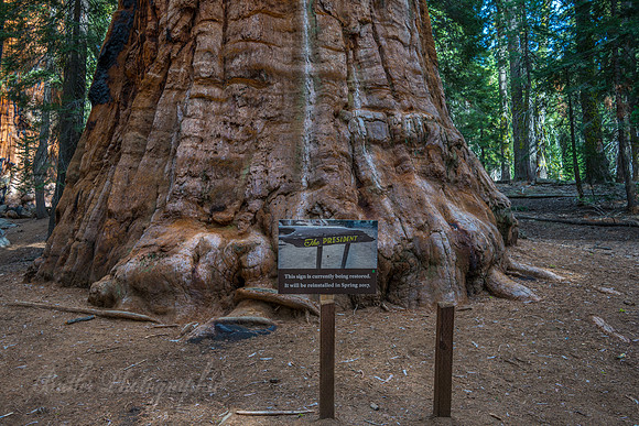 Base of the Presidents Tree