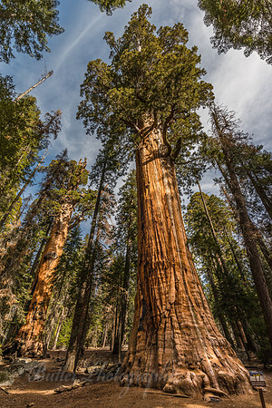 The President Tree