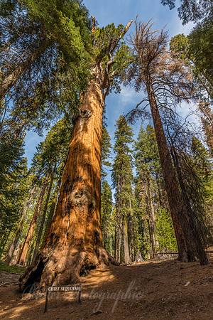 Chief Sequoyah Tree
