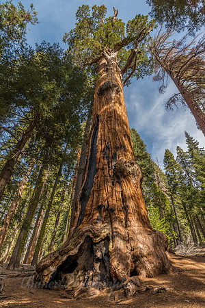 Chief Sequoyah Tree