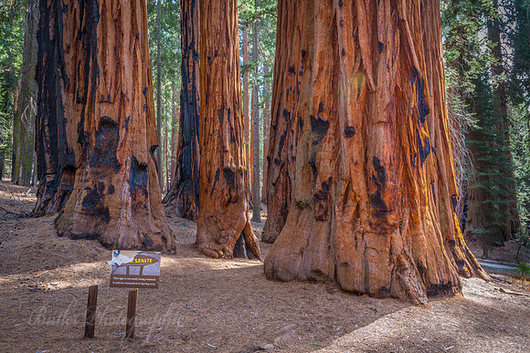 The Senate Group Trees