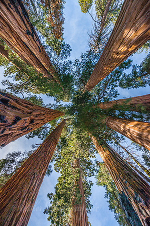 The Senate Group of Trees