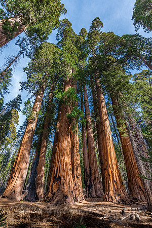 The Senate Group of Trees