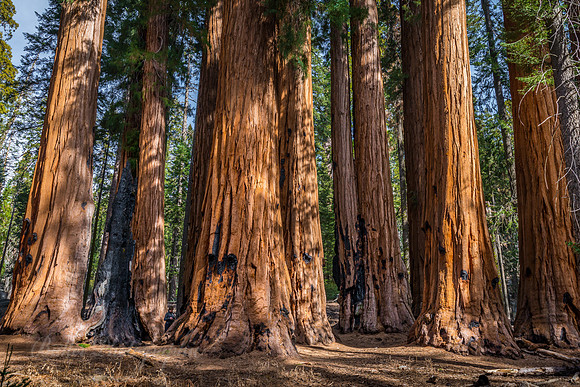 The Senate Group of Trees at their Base