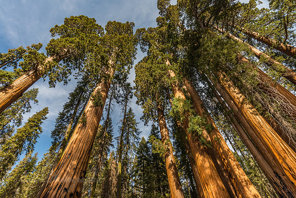 the House Group of Trees