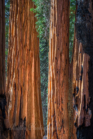 The Giant Forest