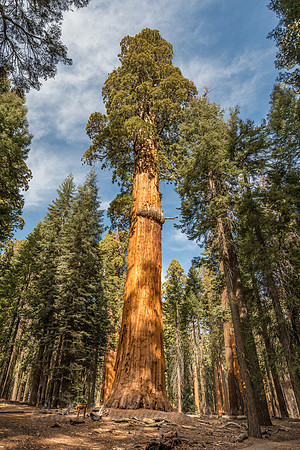 The McKinley Tree