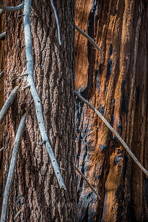 Branches and Bark