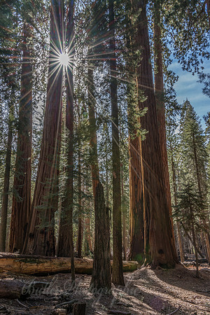 Morning Sun in Sequoia National Park