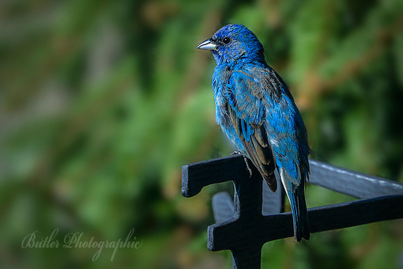 Indigo Bunting #1