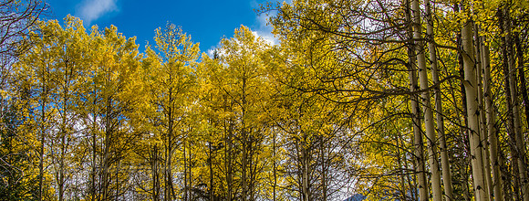 Aspen Treetops