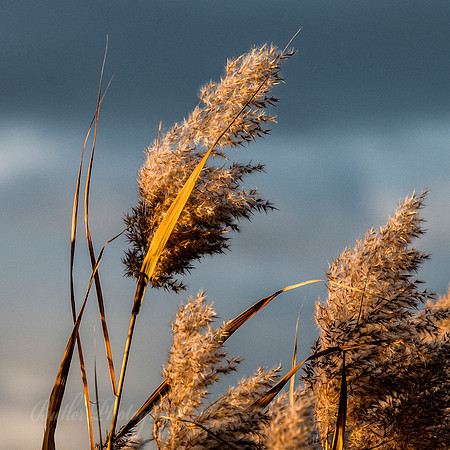 Grass Glow