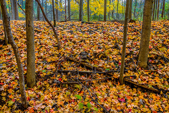 Colors of Fall