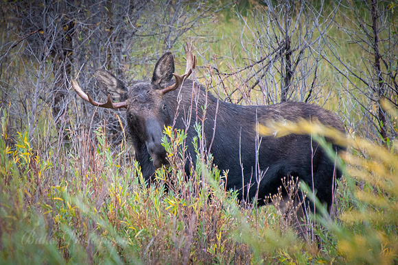 Grazing on the Gros Ventre River