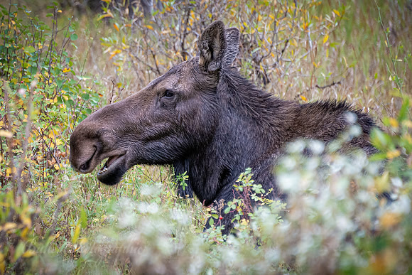 Moose Profile