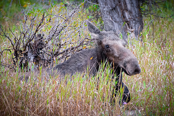 Moose Relaxing in the Rain