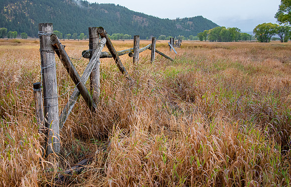 Fence Row