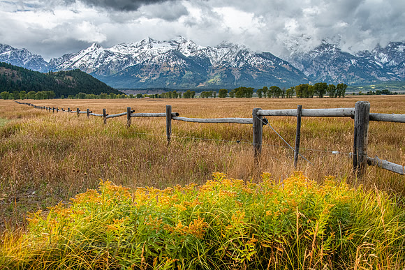Fence Row in Mormon Row