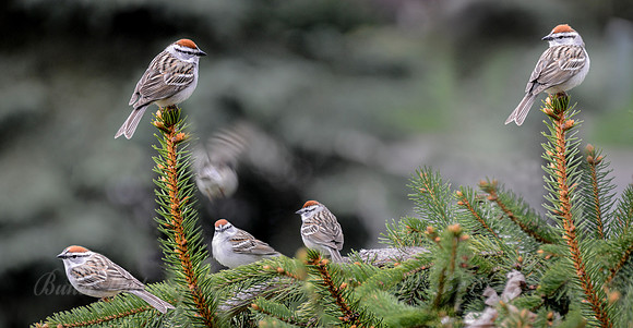 Chipping Sparrows #4