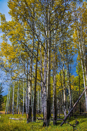 Banff Meadow - Aspen Yellow #2
