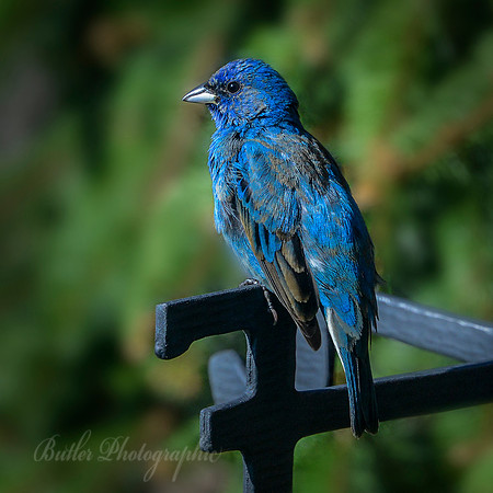 Indigo Bunting #2