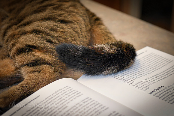 A Tail of Two Stories