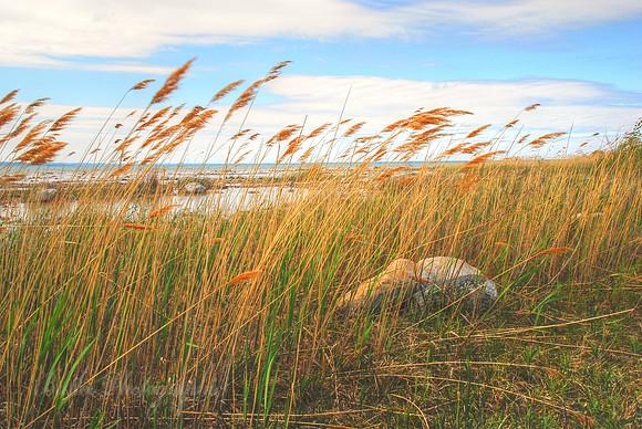 Dune Grass In Motion - Traverse City, Michigan