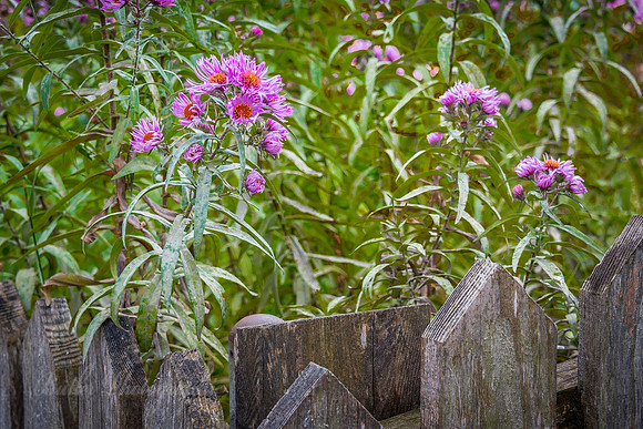 Fences and Flowers - Italy