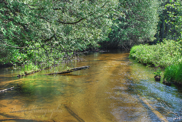 East Branch Au Sable River - Grayling, Michigan