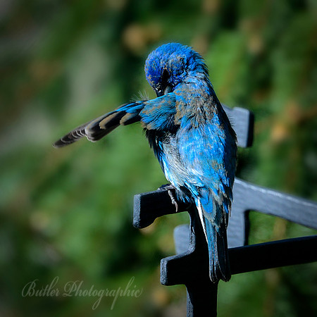 Indigo Bunting #3