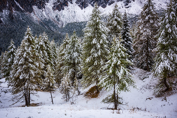 Pine Beauty - Italy