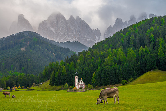Mountains, Cows and a Church - Italy