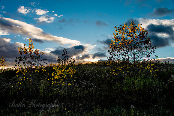 Leaf Glow #1