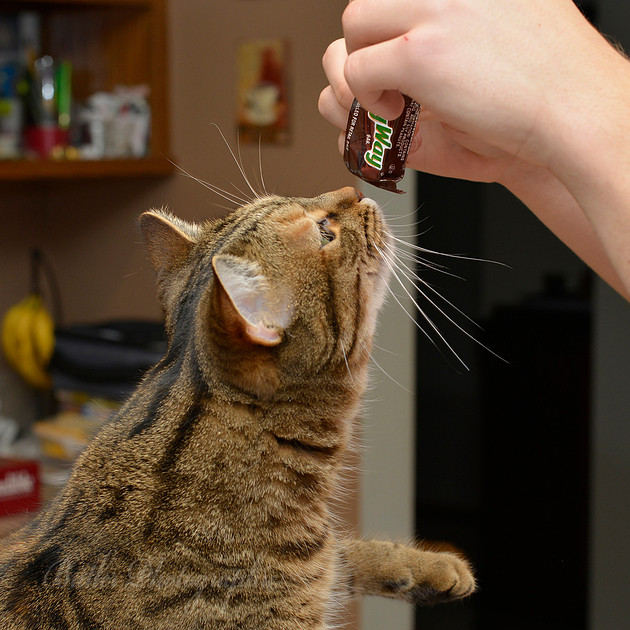 Zenfolio | Butler Photographic | Cats, Birds & Wildlife | A Sniff of ...