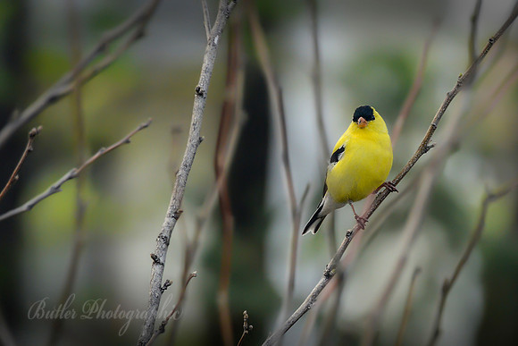 American Goldfinch #1