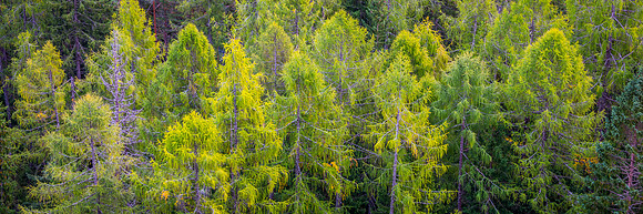 Larches in Fall - Italy