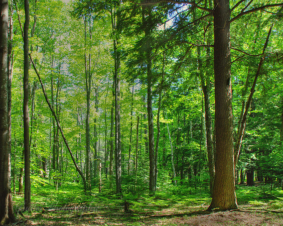 Hartwick Pines State Park - Grayling, Michigan