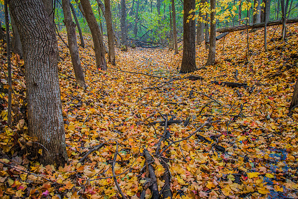 Colorful Creek
