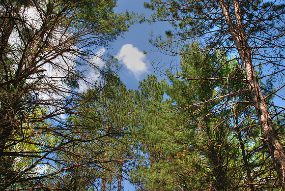 Towering Pines of Hartwick Pines State Park - Grayling, Michigan