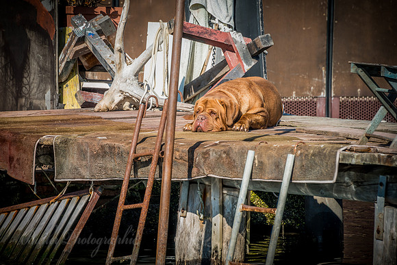 Dog Tired - Italy